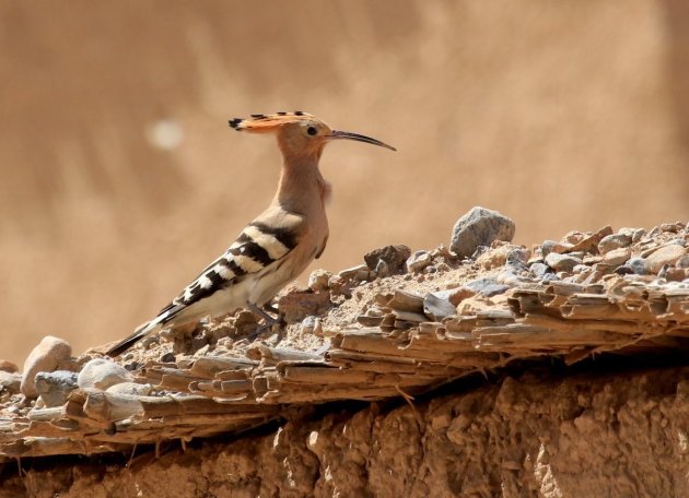 Vogels kijken in Marokko 