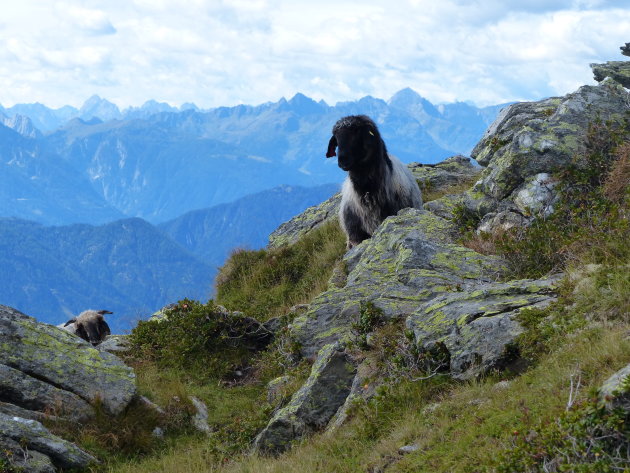 'Wildlife' in de Oostenrijkse bergen