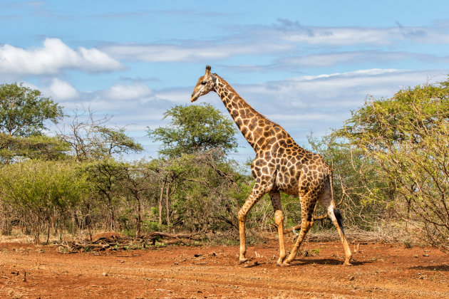 giraf in Zimanga GR