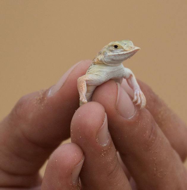 Salamander - Living Desert tour 
