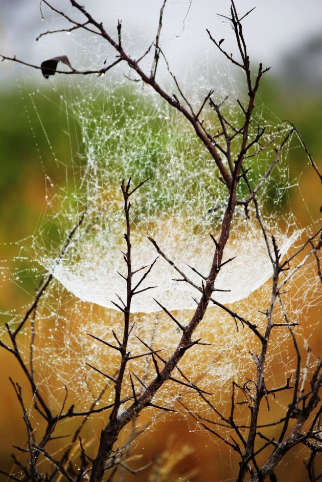 Cobb webs