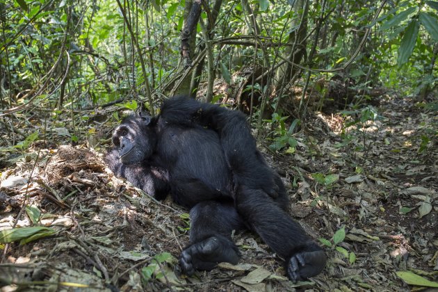 bezoek de Chimpansee in het Kibale Forest N.P.