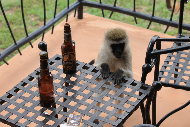 Nieuwsgierig aapje