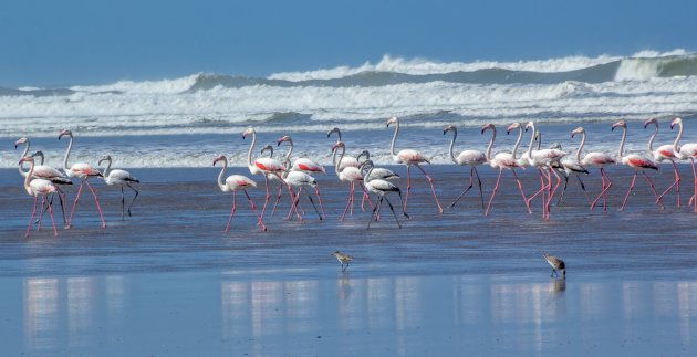 Flamingo's bij Oued Chebika