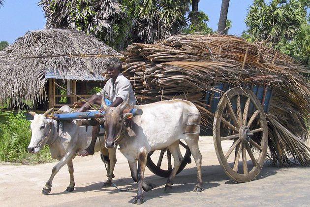 Transport palmblad op Sri Lanka