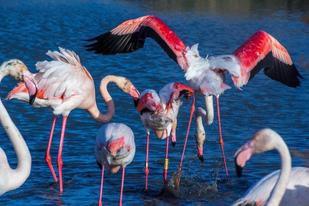 Splash, flamingo's kreeftjesvangst in de Camargue