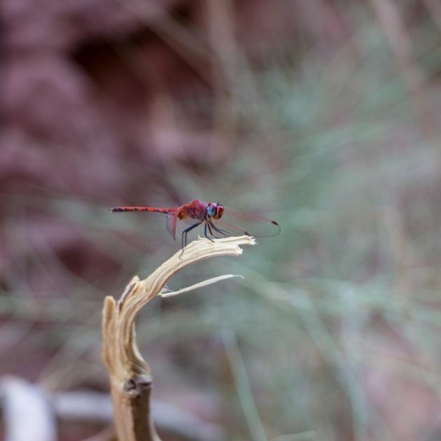Wadi Rum: het thuis van deze libelle
