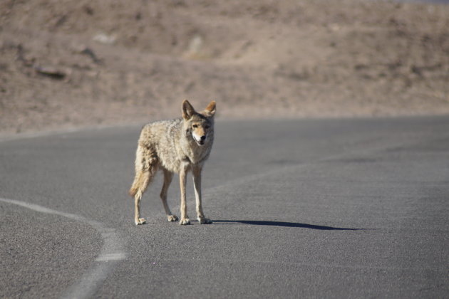Coyote in Death Valey