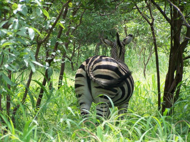 Zebra billen