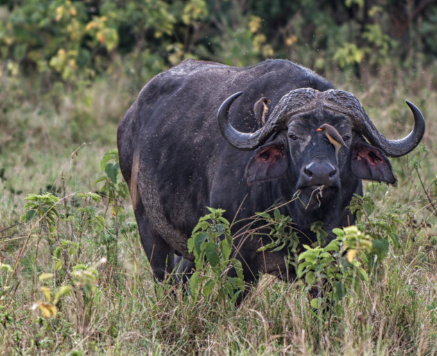 Buffel + vliegen + ossenpikkers = Masai Mara
