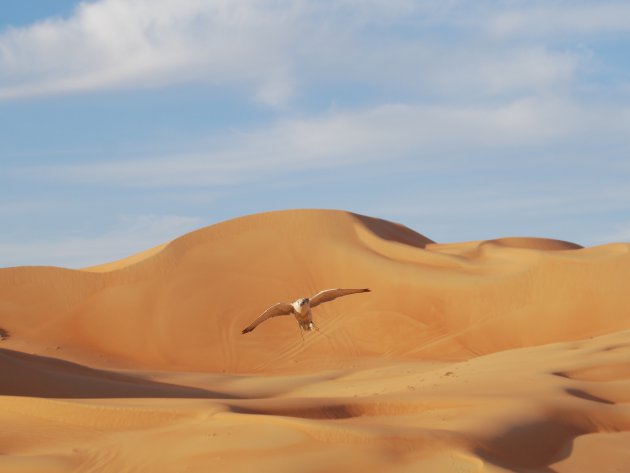 Valk in de woestijn van Abu Dhabi