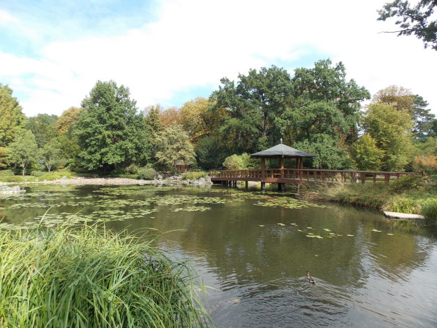 Japanse tuin in Wroclaw