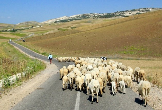 Achter de schapen aan