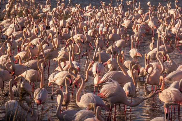 Flamingo's zover het oog reikt, in de Camargue