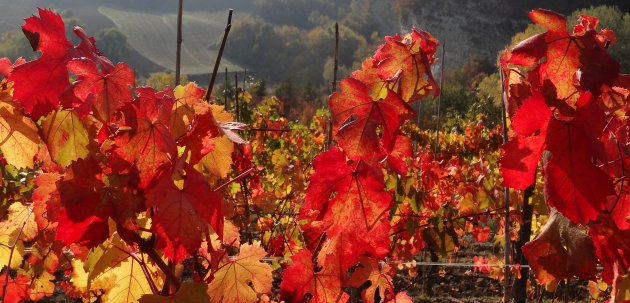 Wijngaarden in de herfst
