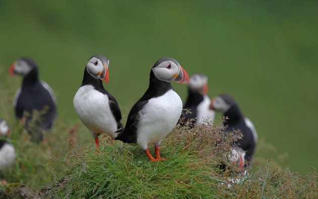 Funny Puffins