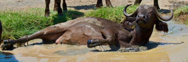 Buffel neemt een verkoelend modderbad