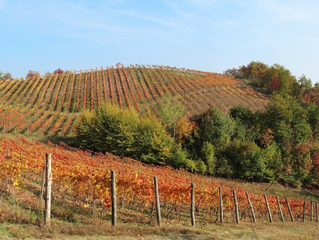 Golvende wijngaarden in Piemonte