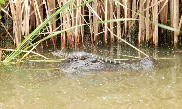 Alligator poseert met kleine