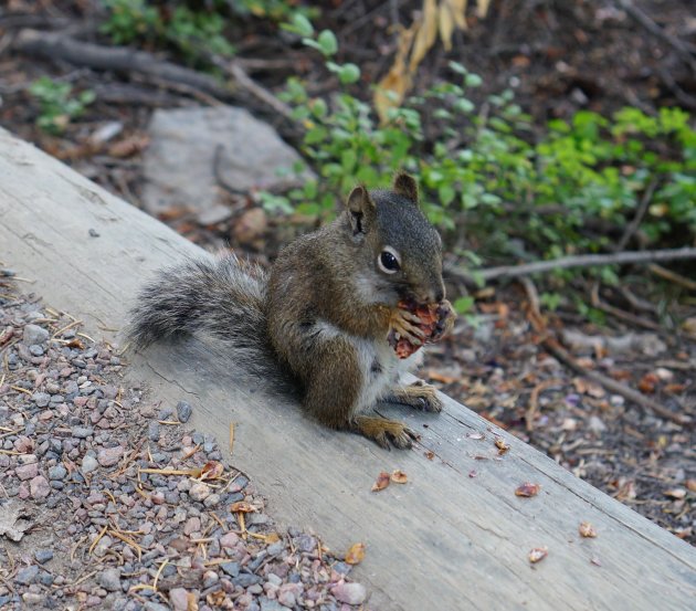 Ground Squirrel in Rocky Mountain N.P.