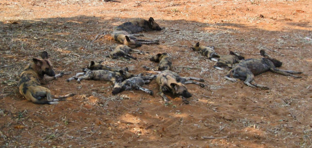 Afrikaanse wilde honden familie na de jacht