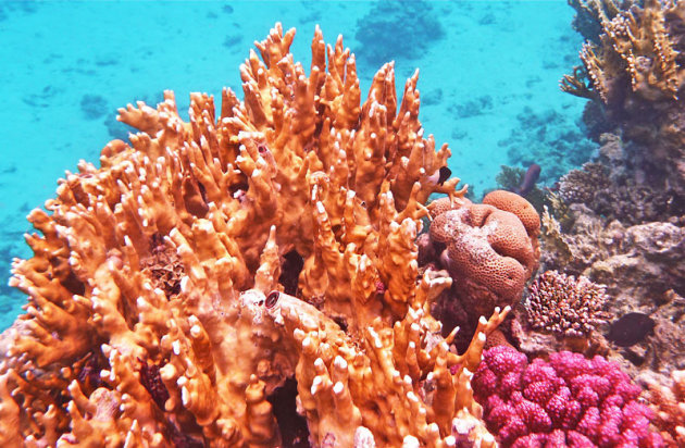 Koralen in de Rode Zee