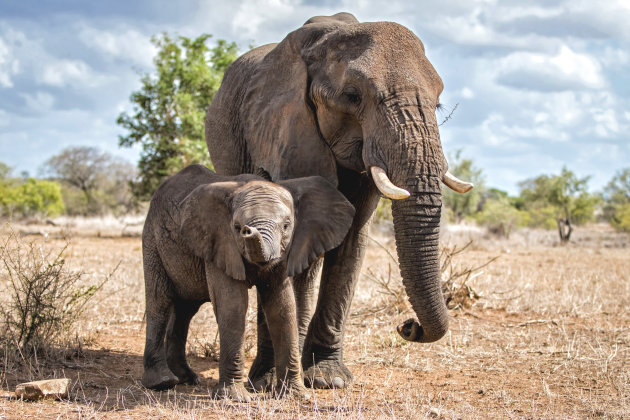 te dichtbij olifanten in het Kruger