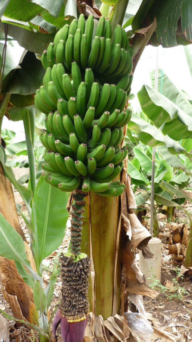 Arona - Tenerife - bezoek een bananenplantage
