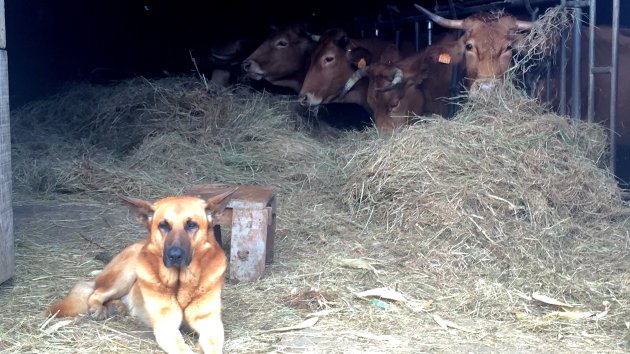 Dog and cows