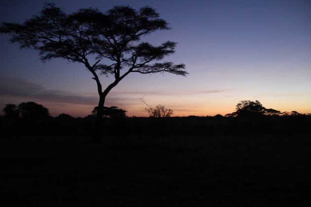 Zonsopkomst in de Serengeti