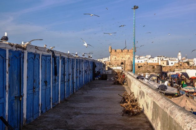 Meeuwen in overvloed, Essaouira