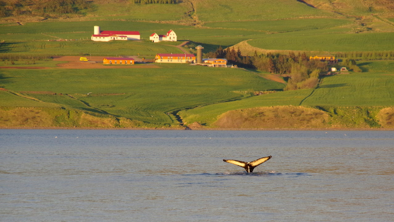 Walvis voor de deur in Akureyri