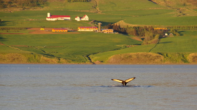 Walvis voor de deur in Akureyri