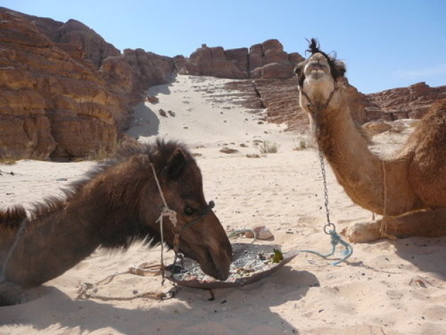 eating camels