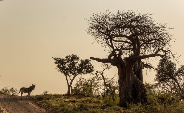 Indrukwekkende baobab, Mapungubwe