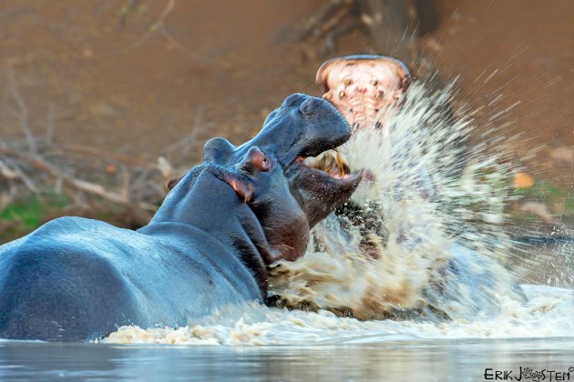 Hippo gevecht!