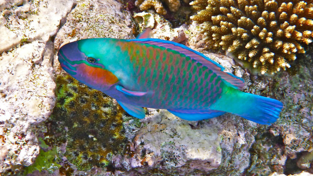 Een blue parrot fish