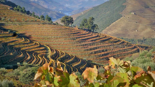 Wijngaarden Douro