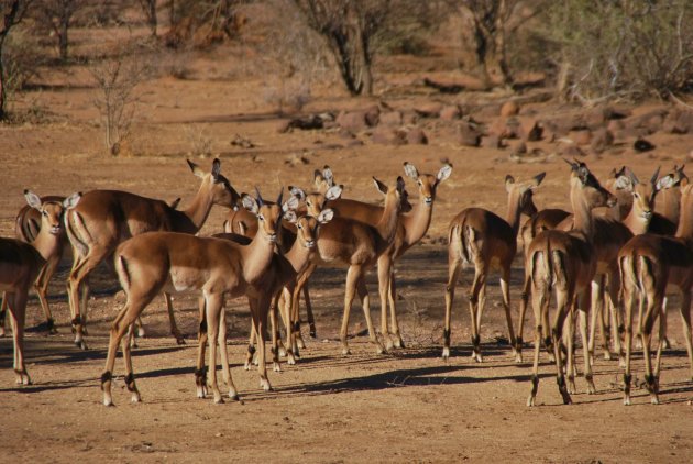 Impala's in Erindi Private Game Reserve