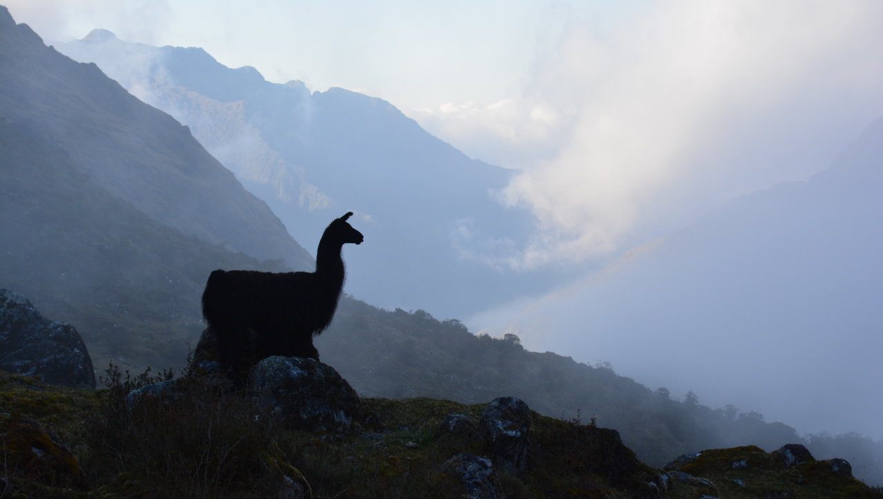 Lama in het Andes-gebergte