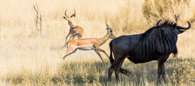 Botswana diverse wildlife