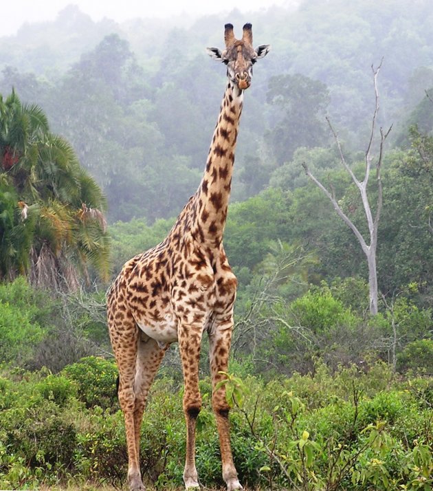 schitterende giraffe....