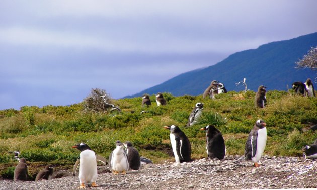 oranje pinguins