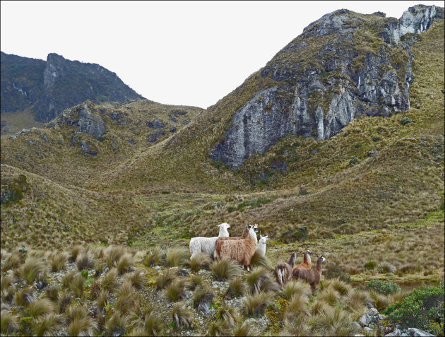 Lama's op scherp in El Cajas