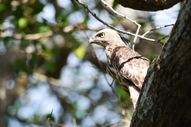 Crested Hawk Eagle (Nisaetus cirrhatus)