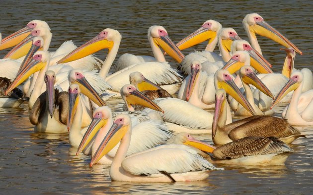 Pelikanen in het centrum van Bhuj.