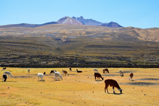 Tunupa-vulkaan en Lama's aan de rand van de zoutvlakte