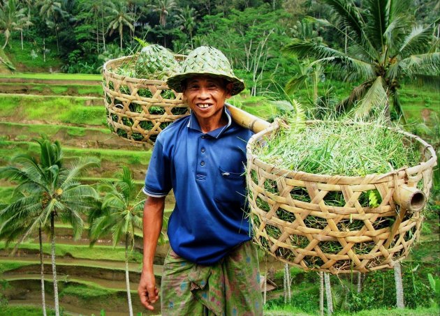 Rijstboer bij Ceking Rijstvelden in Tegalalang