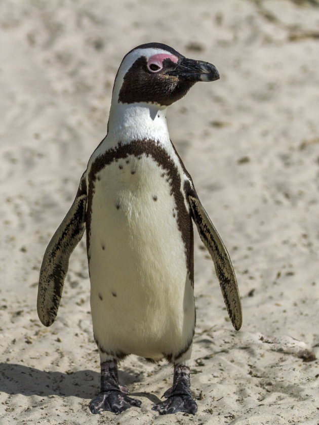Afrikaanse Pinguin