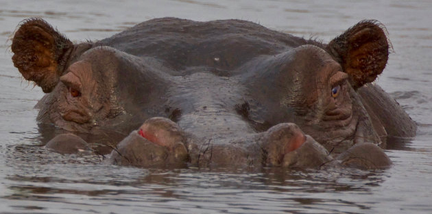 Kijk een Hippo eens wat dieper in de ogen 